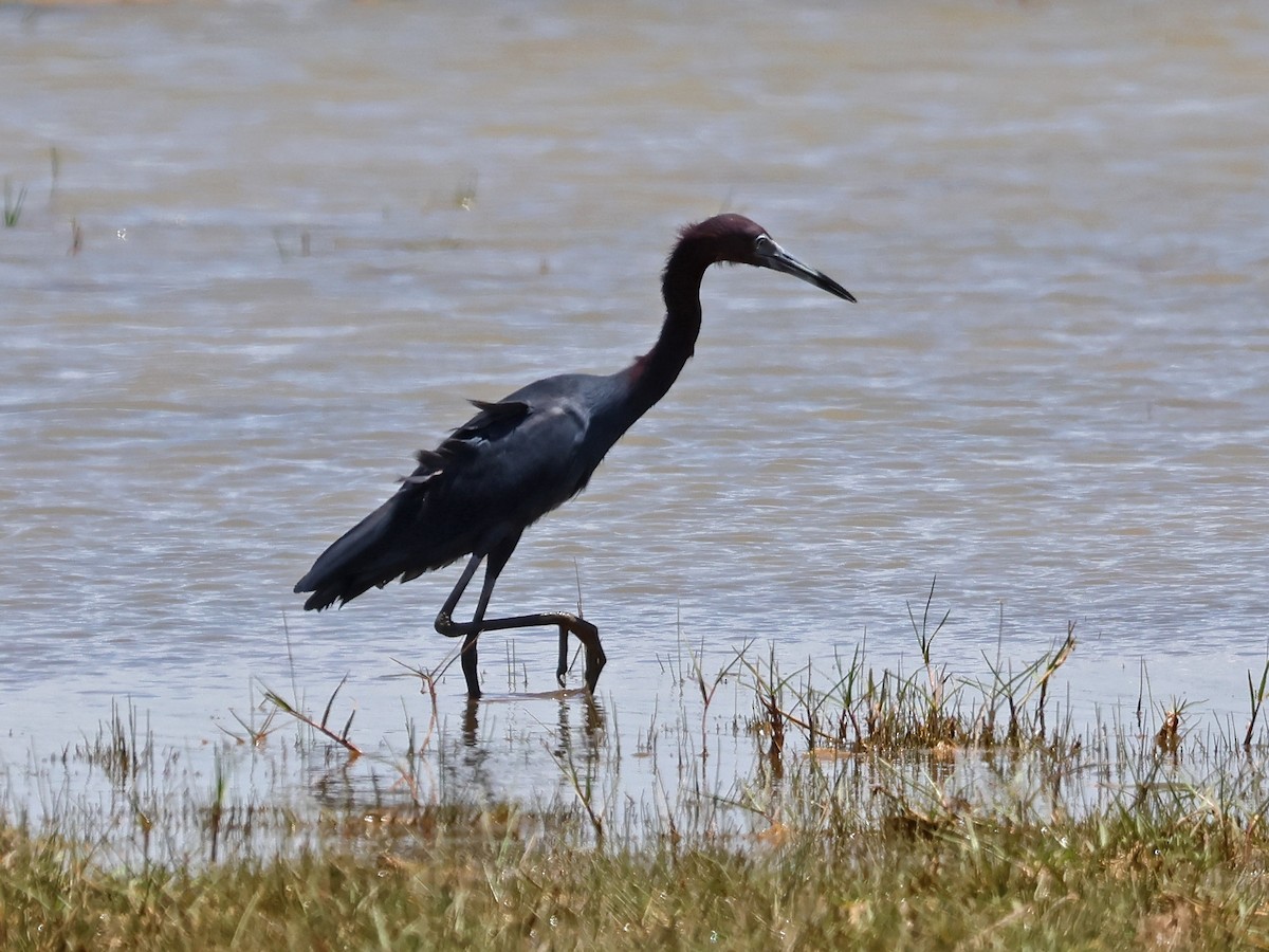 Little Blue Heron - ML643787591