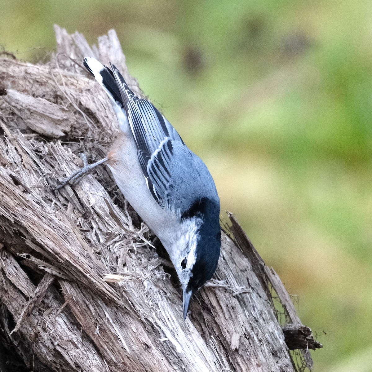 White-breasted Nuthatch - ML643787592