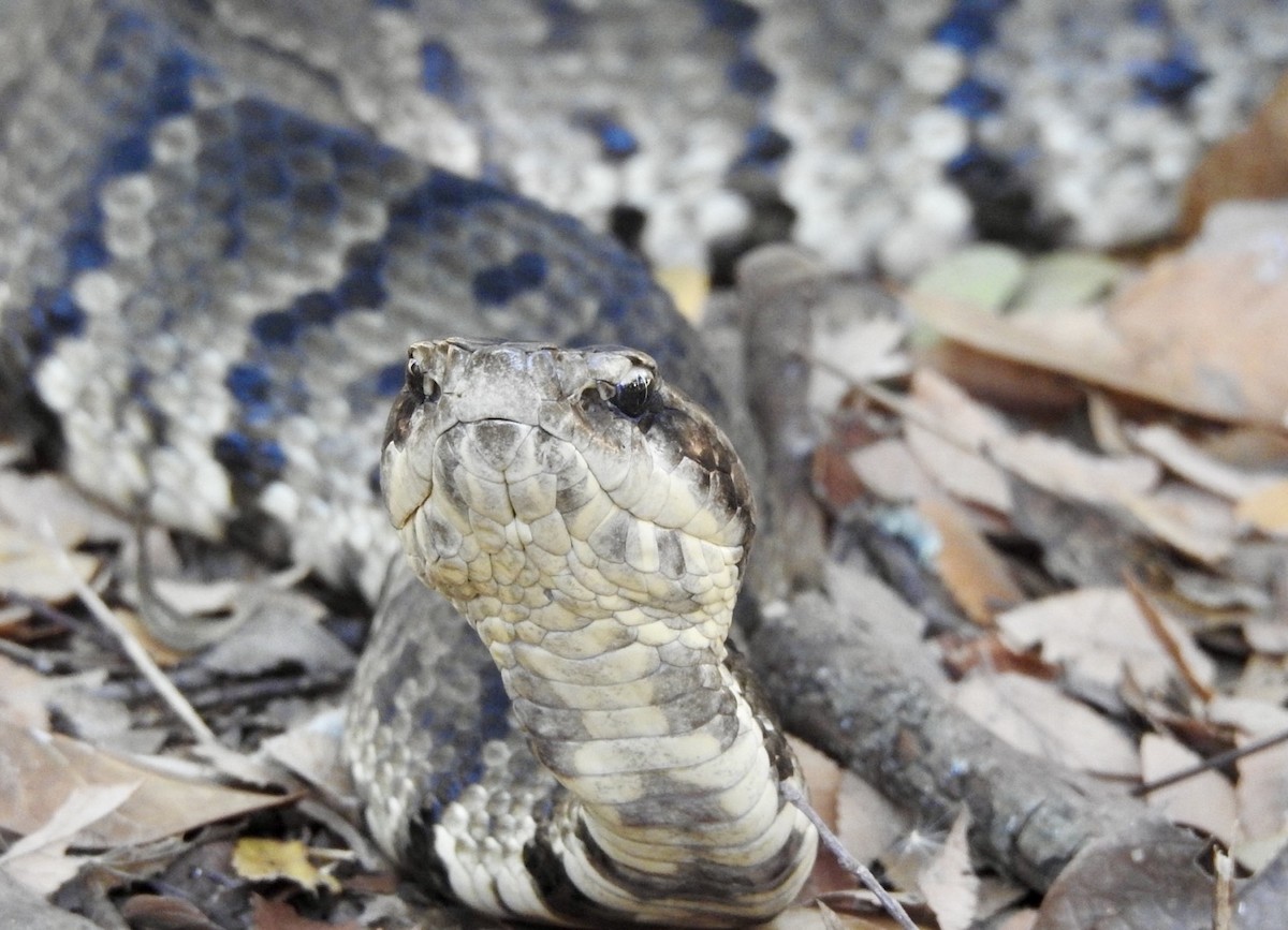 Northern Cottonmouth - ML643787596