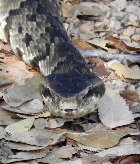 Northern Cottonmouth - ML643787597