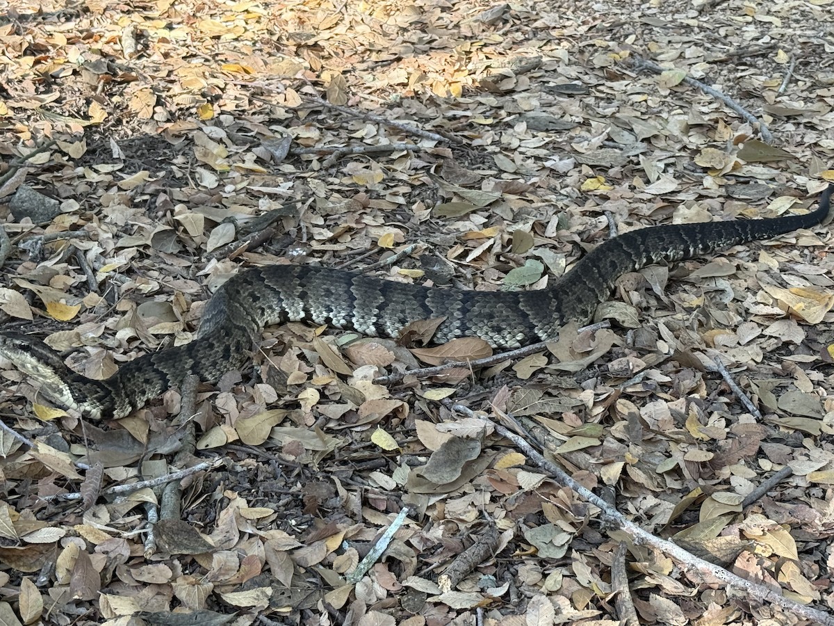 Northern Cottonmouth - ML643787598