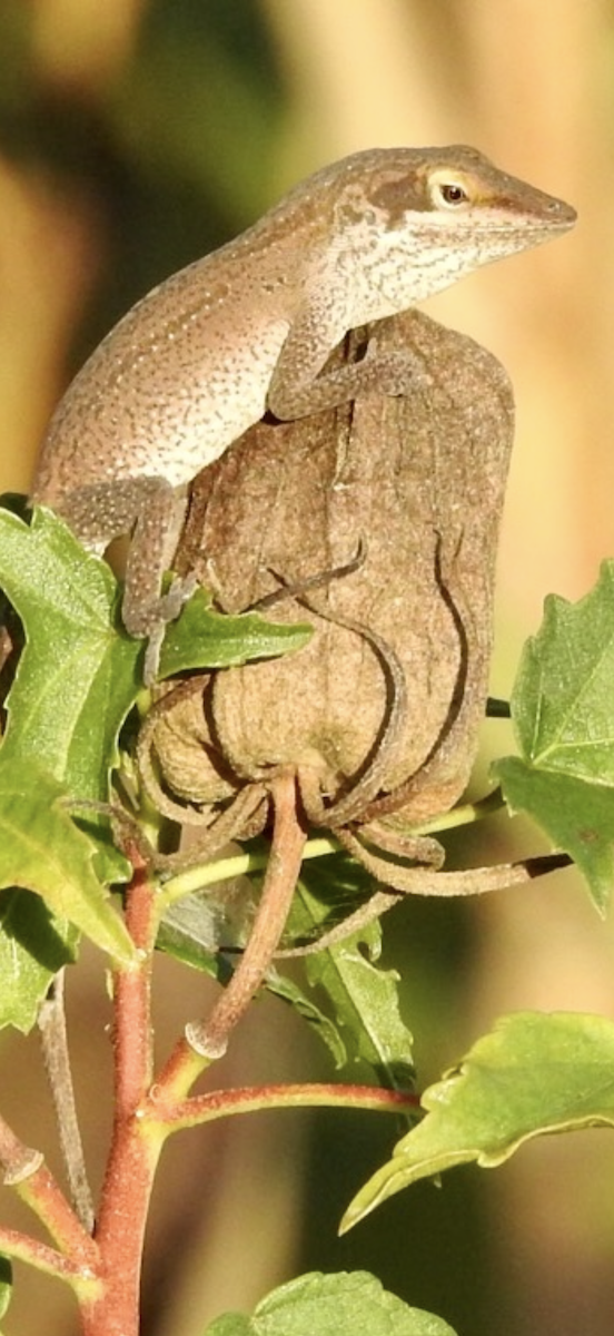 Anoles - ML643787599