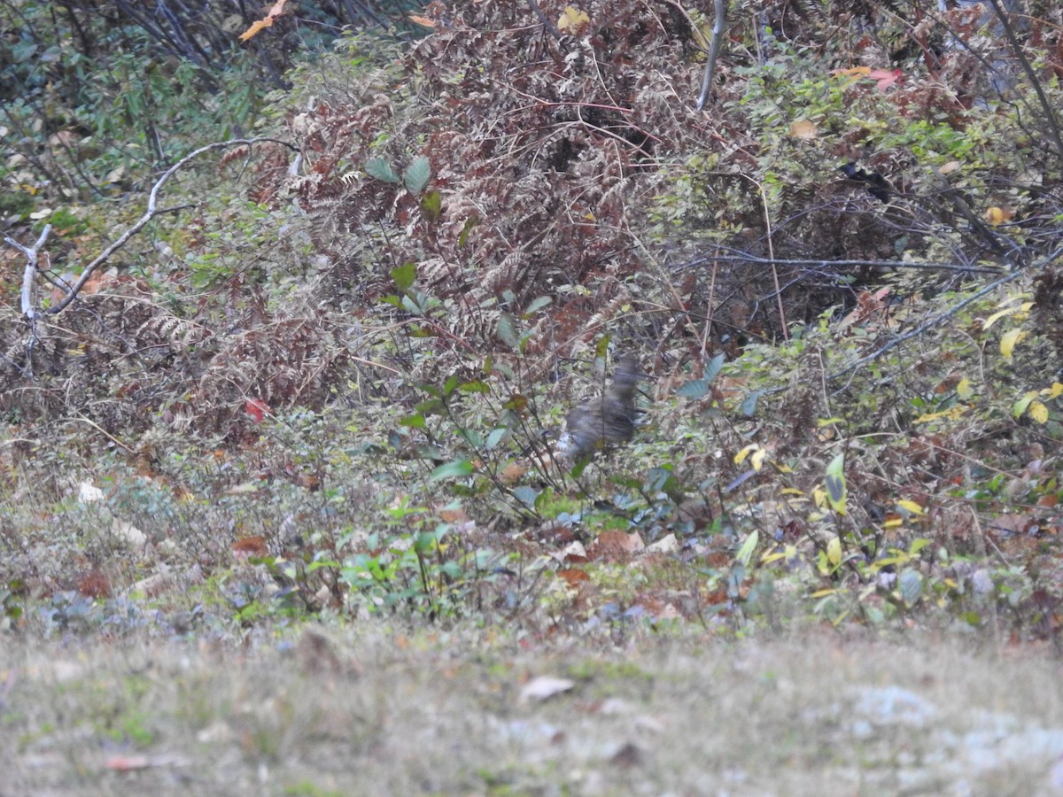 Spruce Grouse - ML643787601