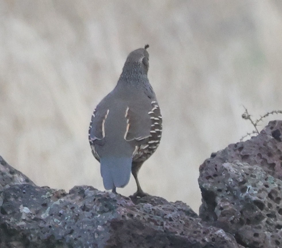California Quail - ML643787602