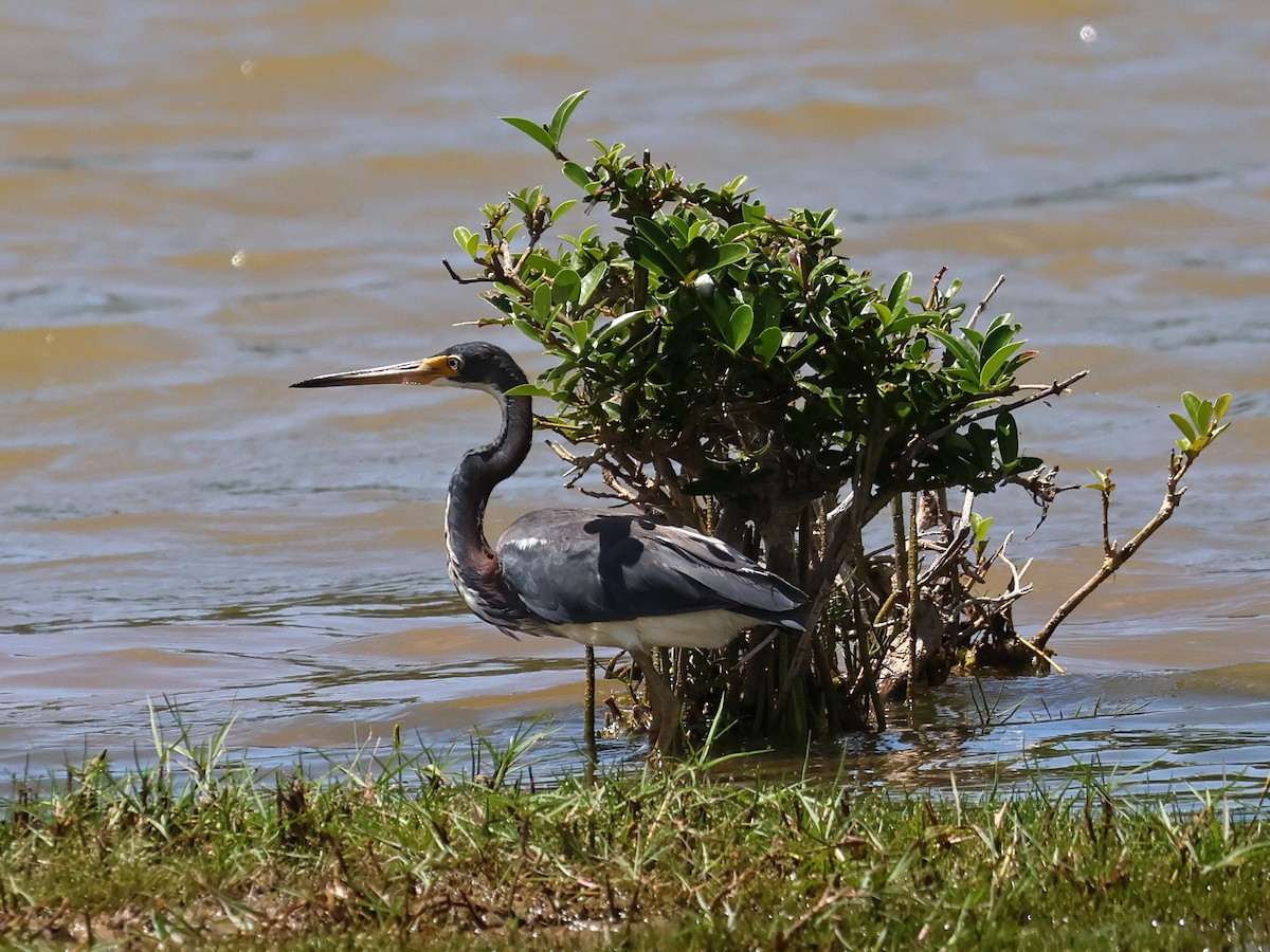 Tricolored Heron - ML643787605