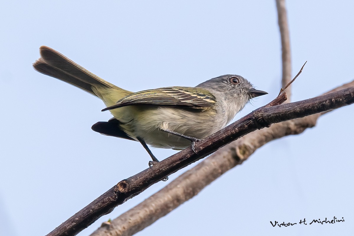 Gray-headed Elaenia - ML643787609
