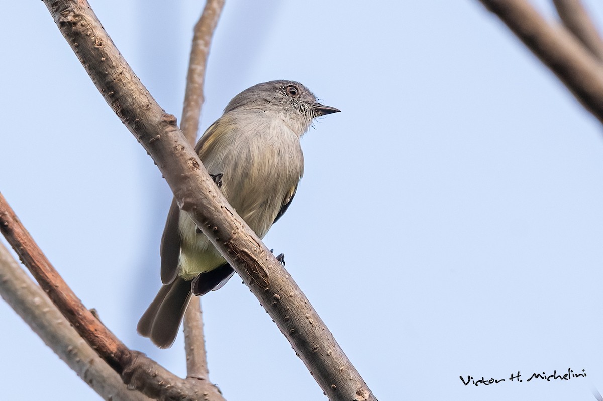 Gray-headed Elaenia - ML643787610