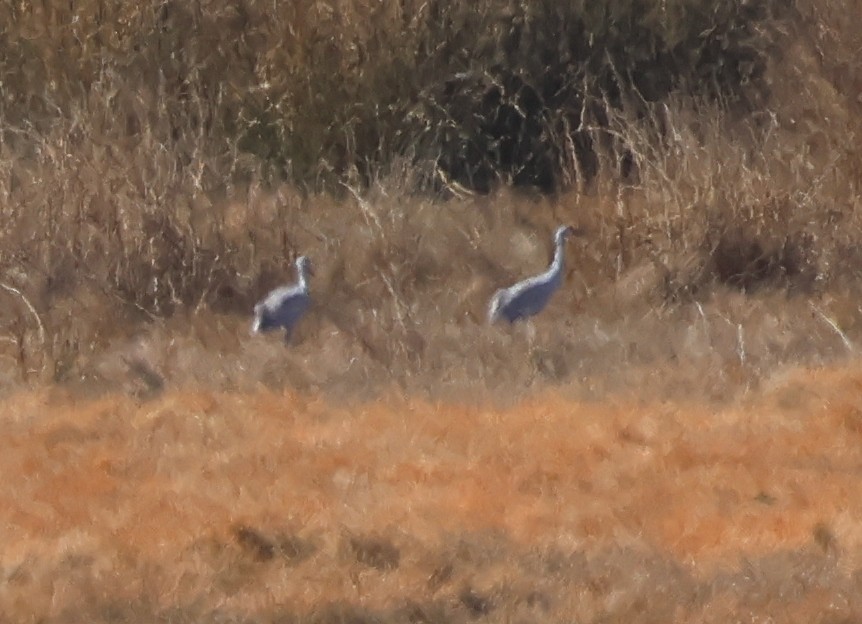 Sandhill Crane - ML643787612