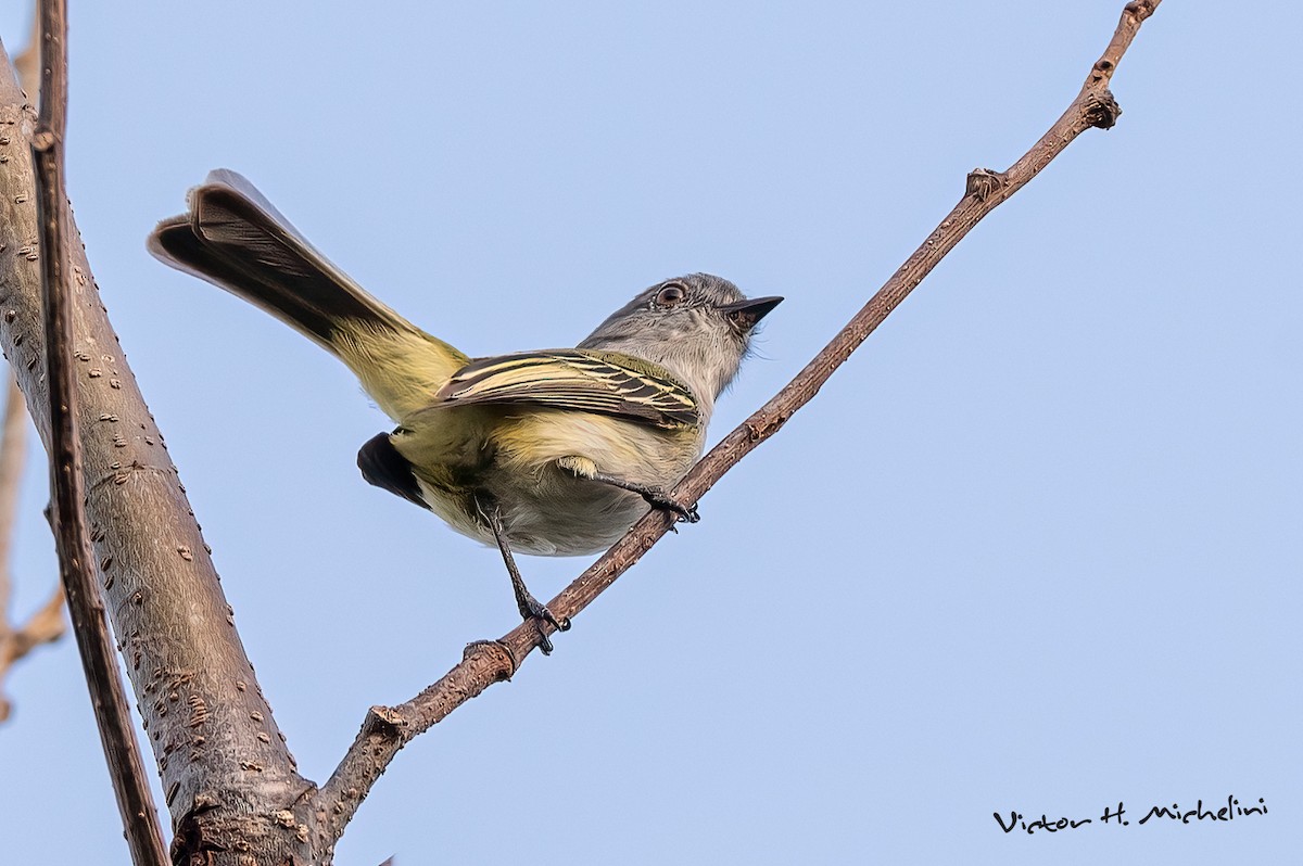 Gray-headed Elaenia - ML643787613