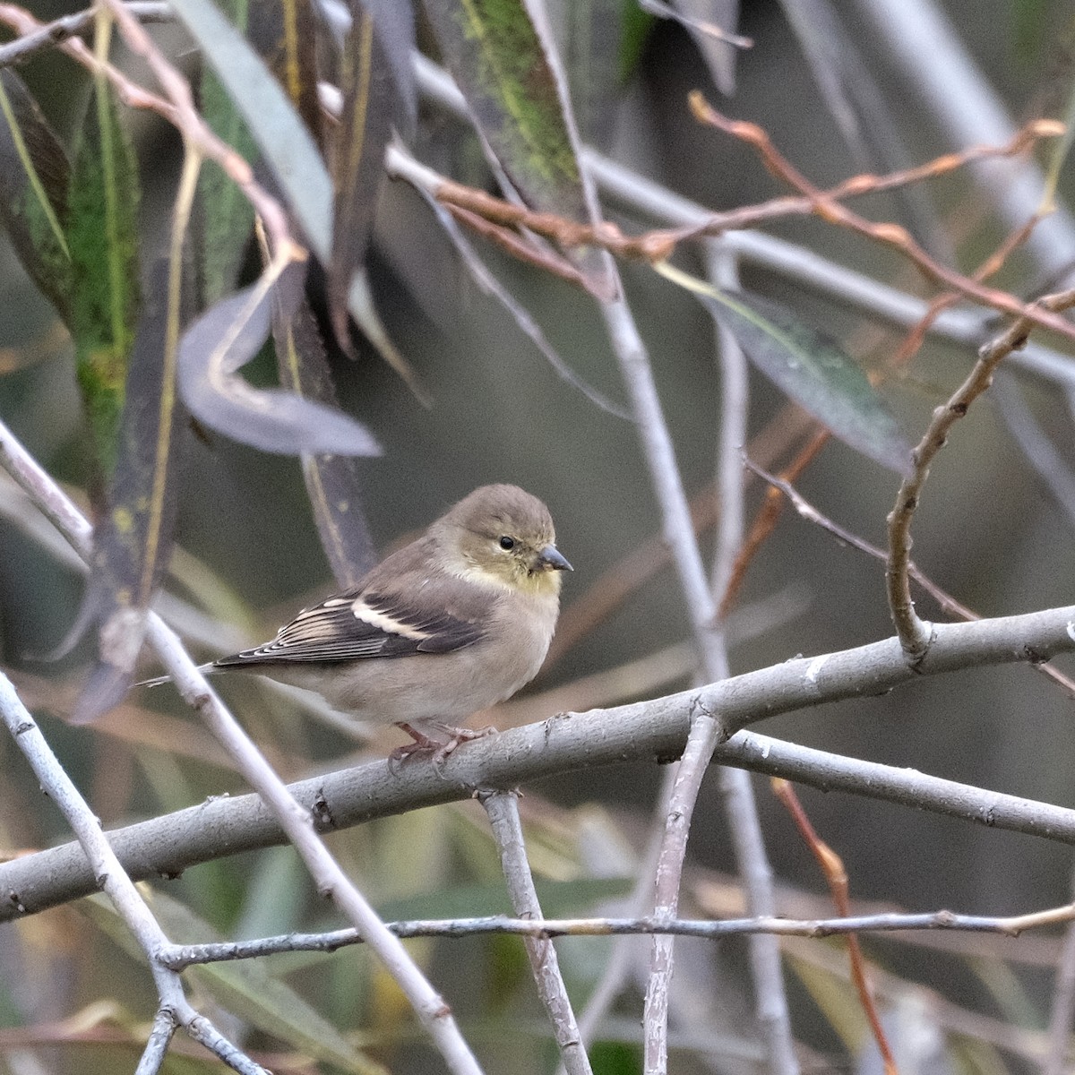 American Goldfinch - ML643787615
