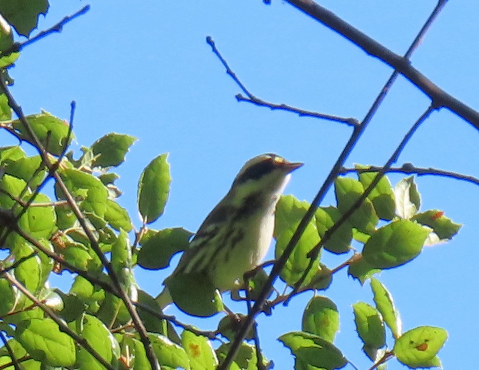 Black-throated Gray Warbler - ML643787635