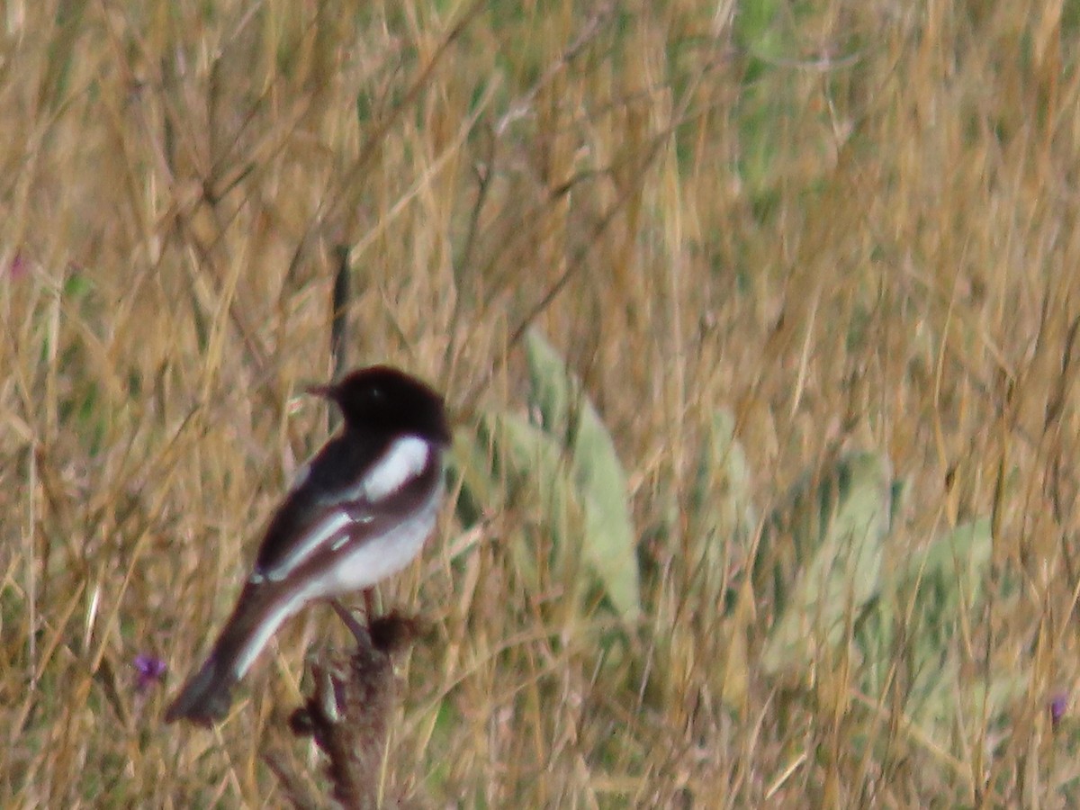 Hooded Robin - ML643787640