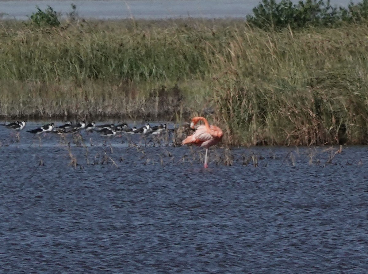 American Flamingo - ML643787647