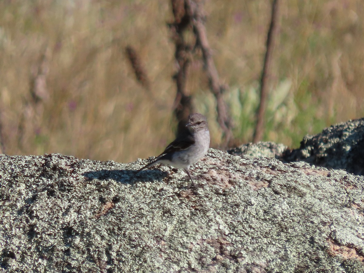 Hooded Robin - ML643787648