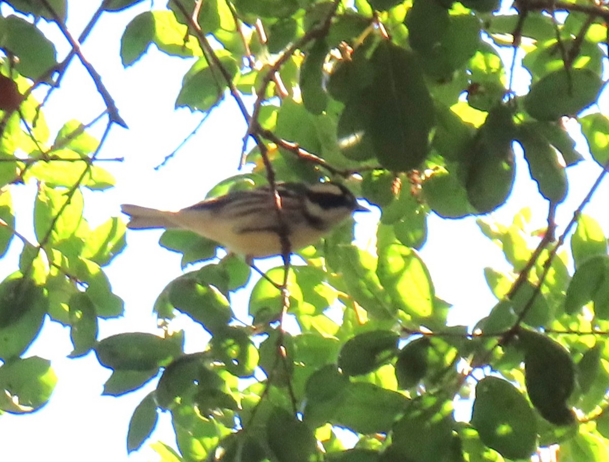Black-throated Gray Warbler - ML643787652