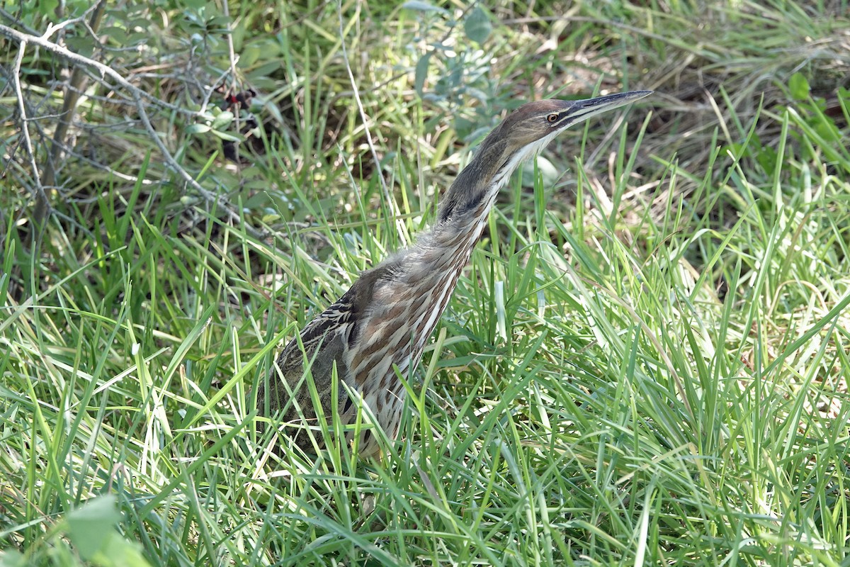 American Bittern - ML643787658