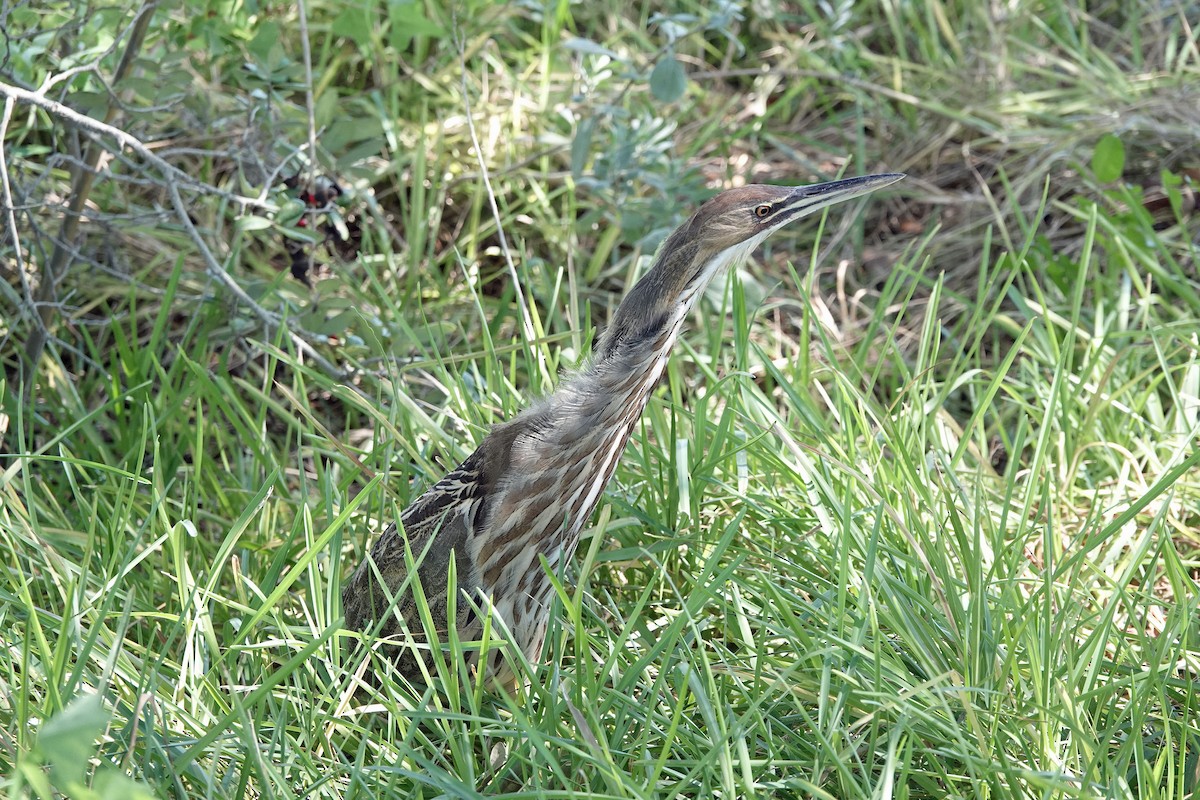 American Bittern - ML643787659