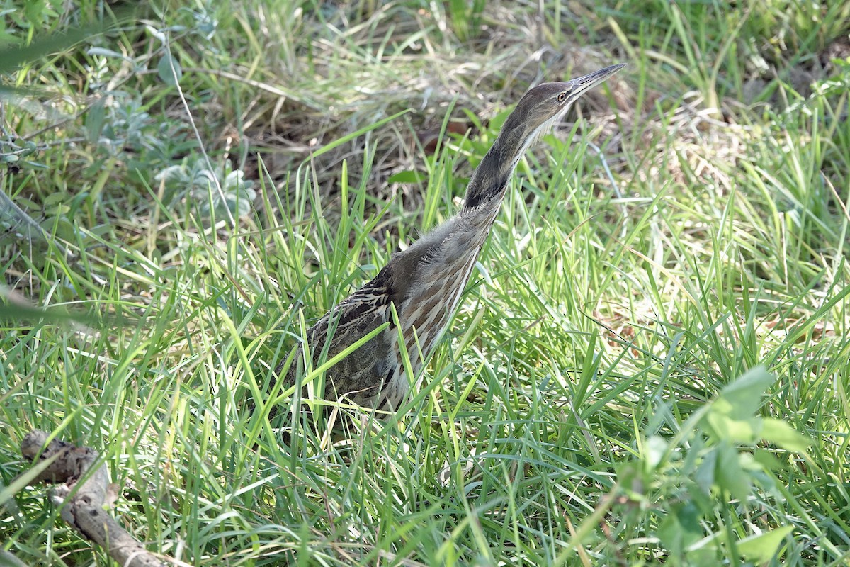 American Bittern - ML643787660