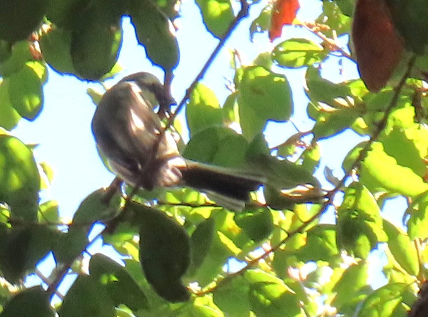 Black-throated Gray Warbler - ML643787663