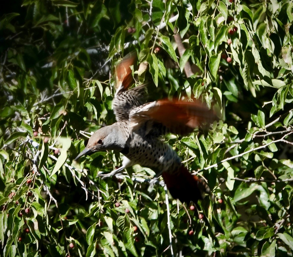 Northern Flicker (Red-shafted) - ML643787679