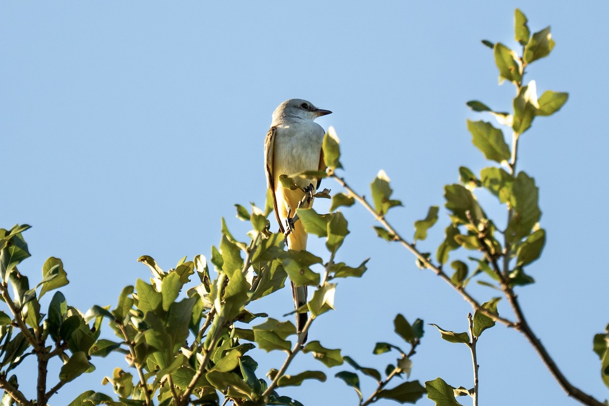 Scissor-tailed Flycatcher - ML643787683