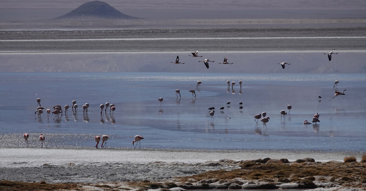 James's Flamingo - ML643787686