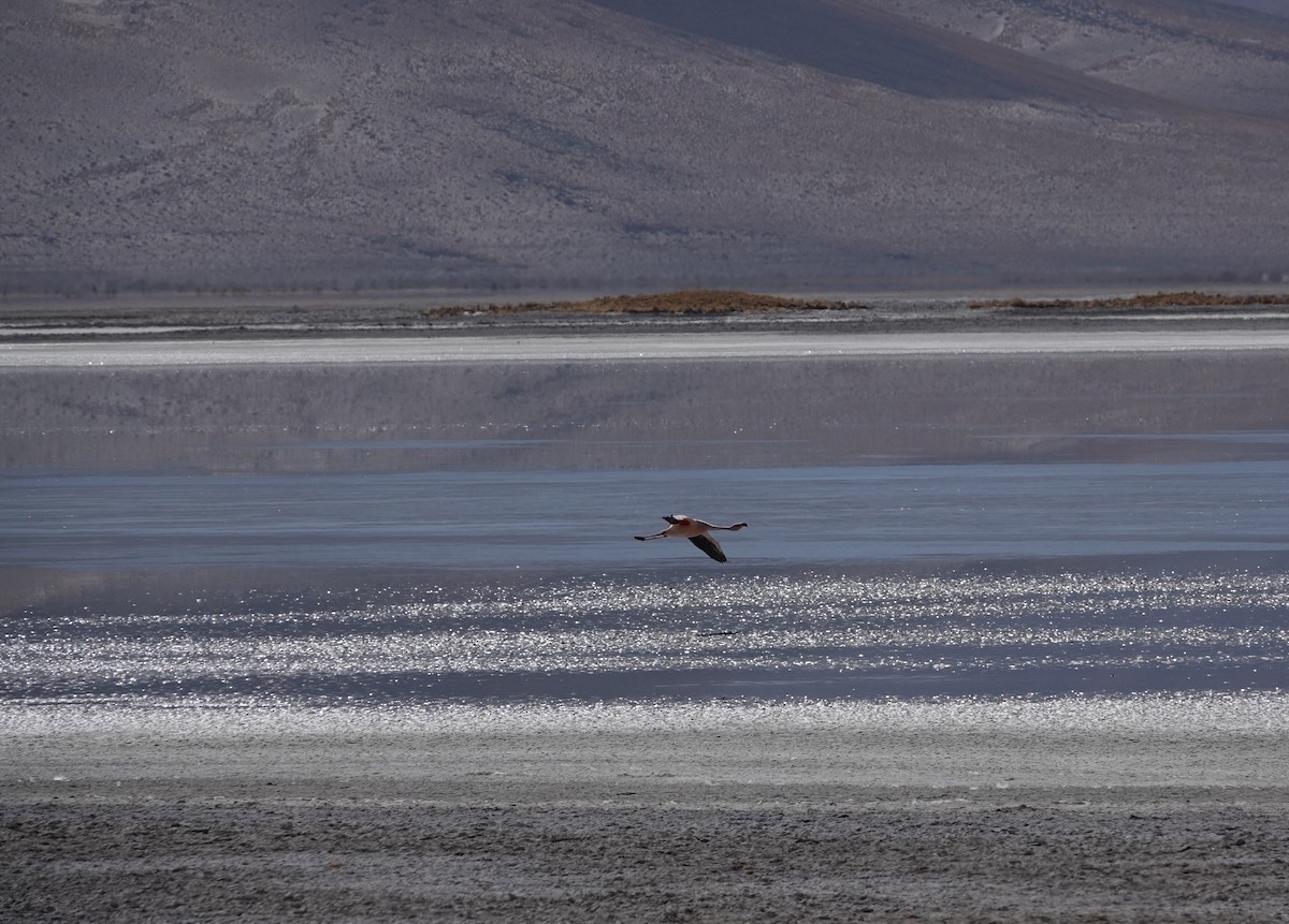 James's Flamingo - ML643787687