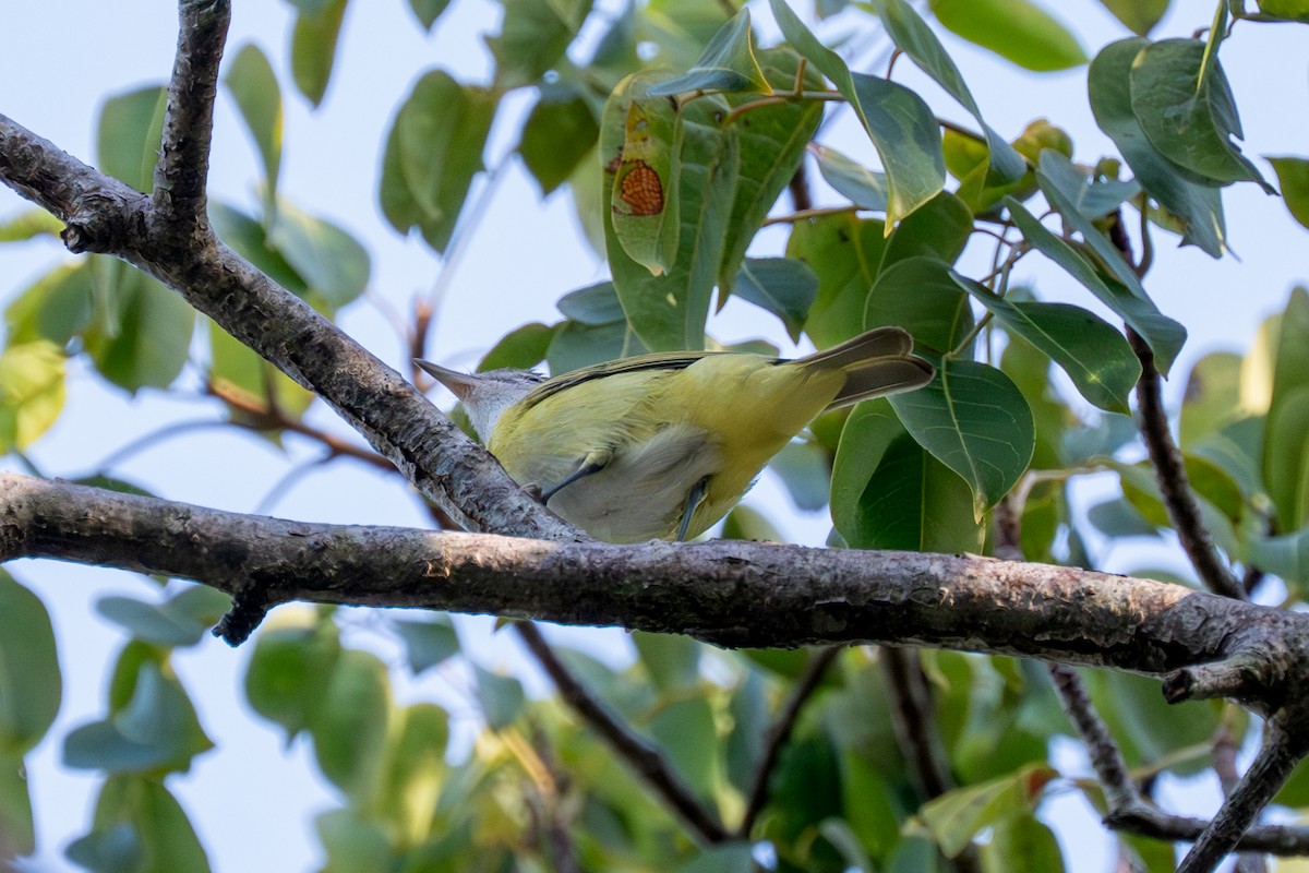 Yellow-green Vireo - ML643787693