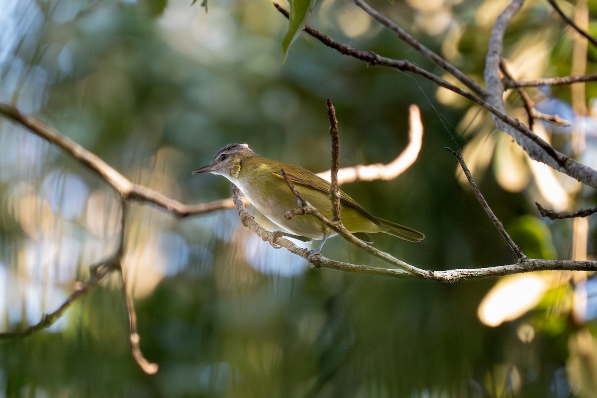 Yellow-green Vireo - ML643787695