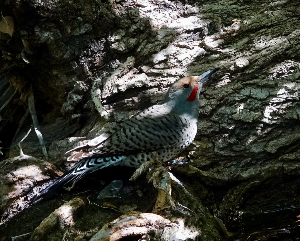 Northern Flicker (Red-shafted) - ML643787697