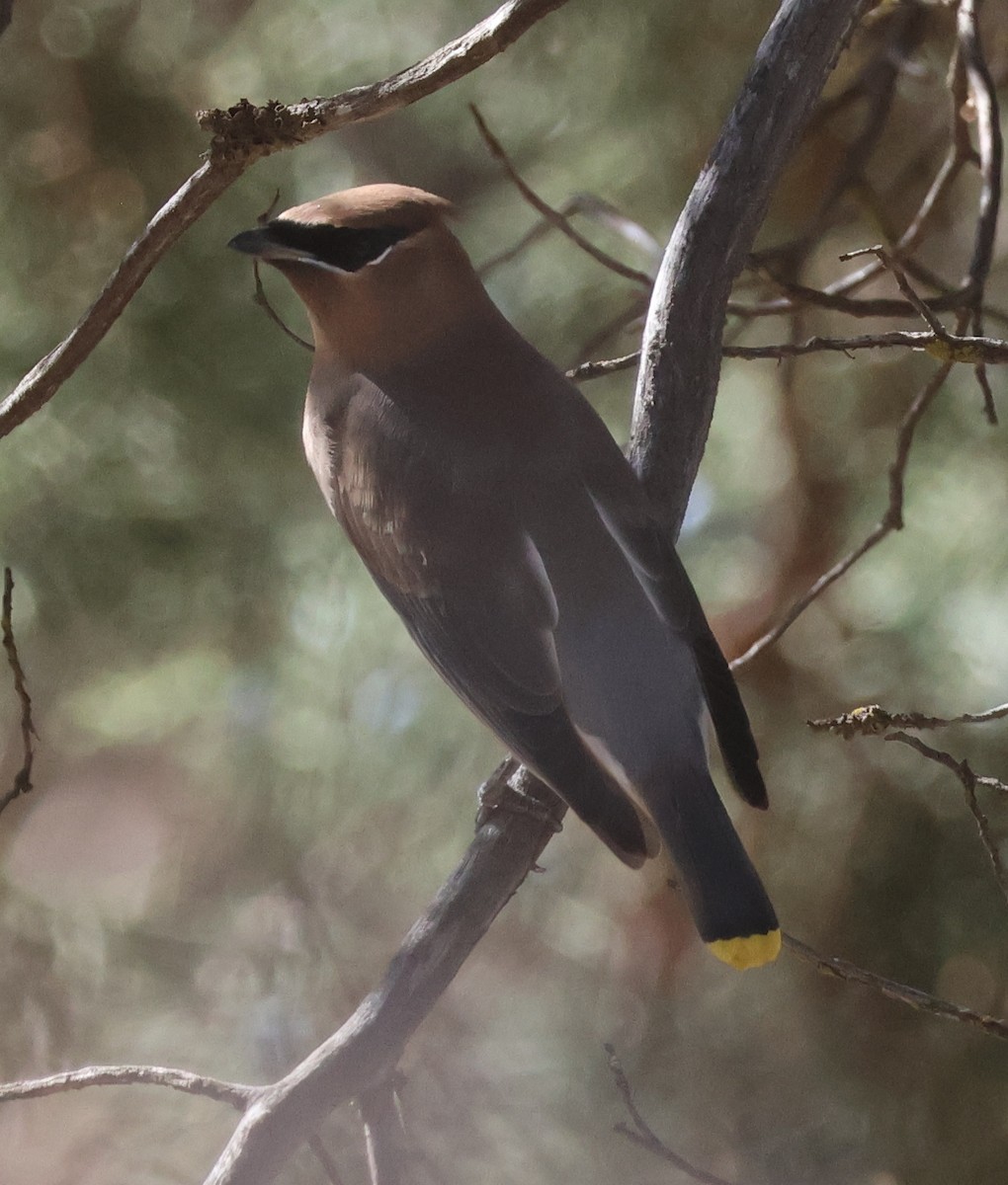 Cedar Waxwing - ML643787698