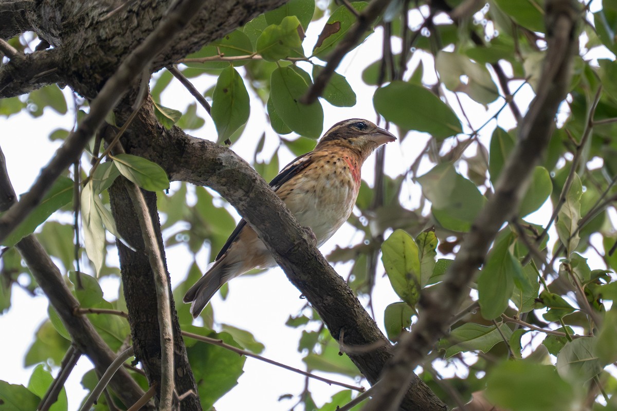 Rose-breasted Grosbeak - ML643787700
