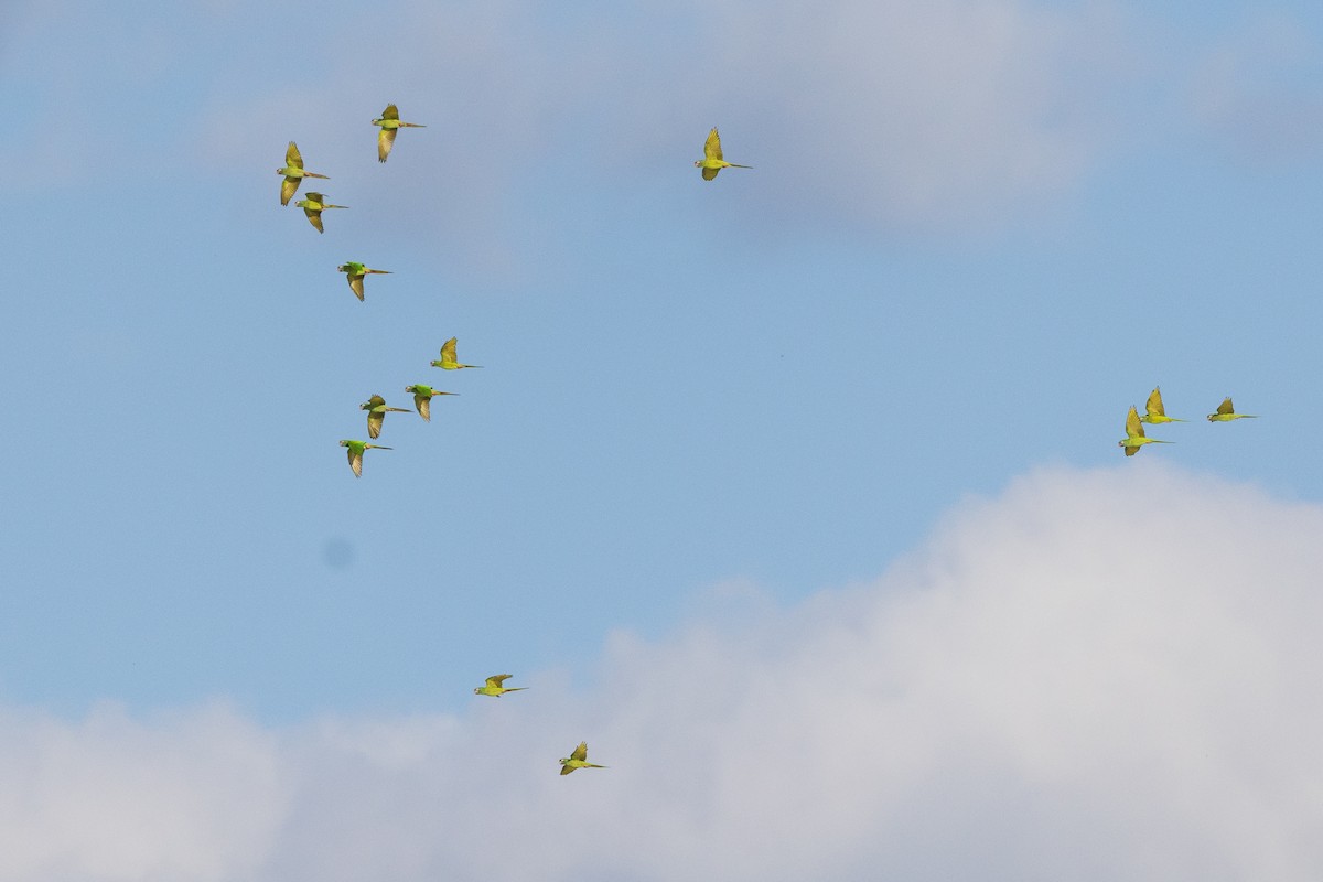 Blue-crowned Parakeet - ML643787707