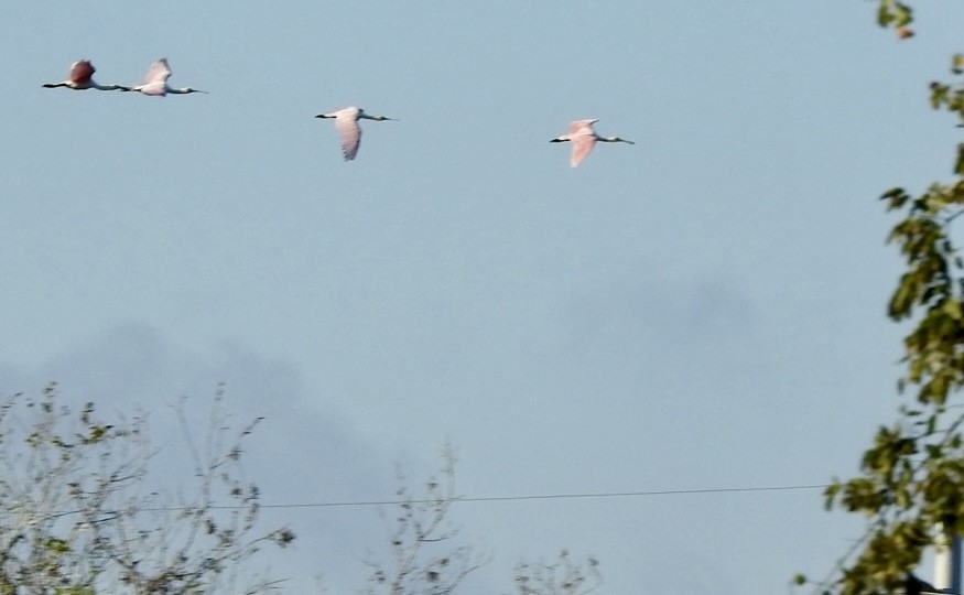 Roseate Spoonbill - ML643787716