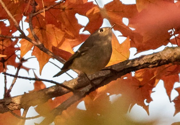 Ruby-crowned Kinglet - ML643787724