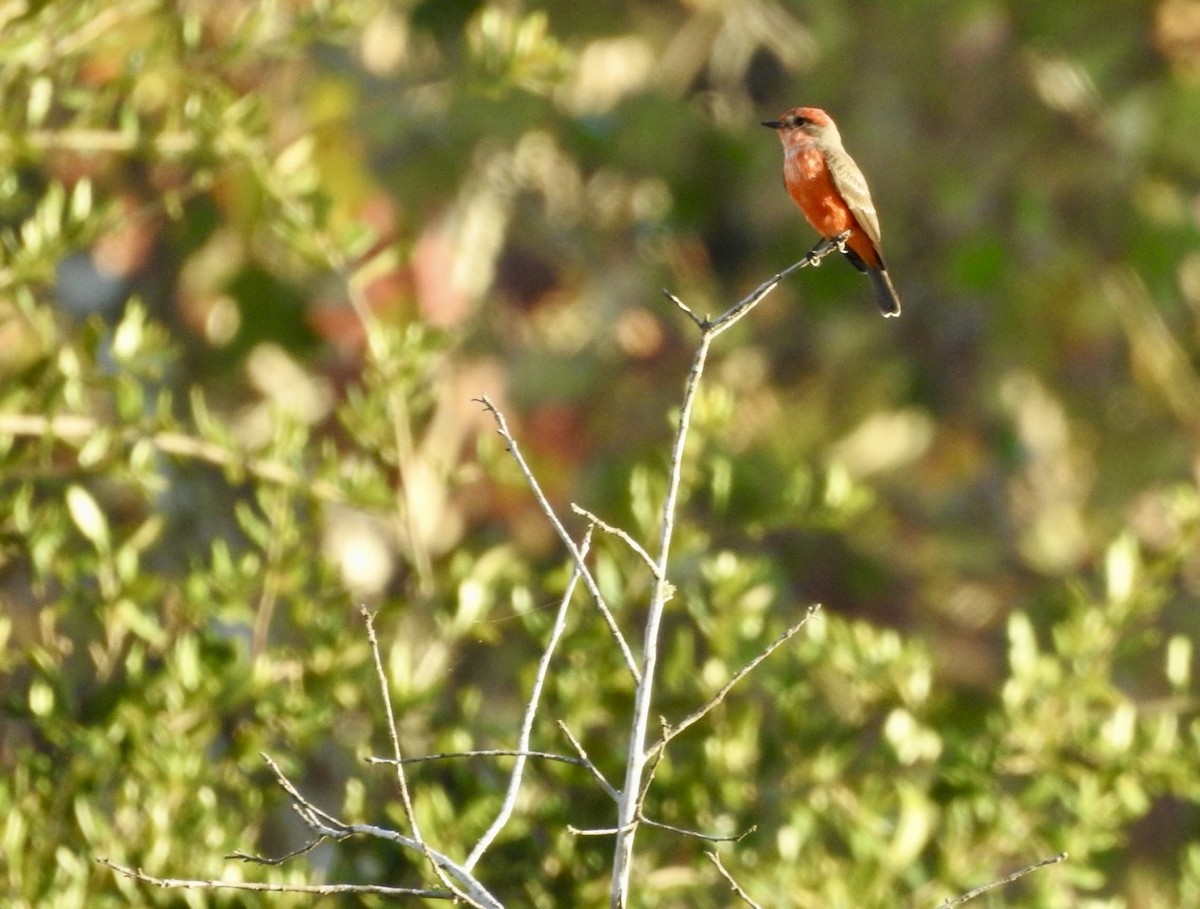 Vermilion Flycatcher - ML643787730