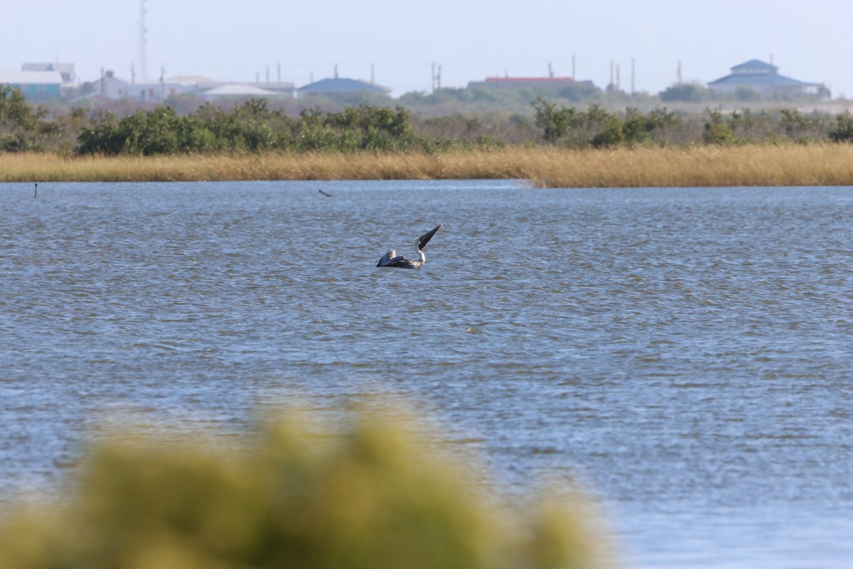 Brown Pelican - ML643787732