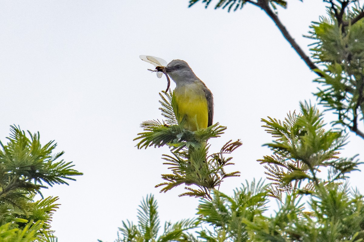 Tropical Kingbird - ML643787745