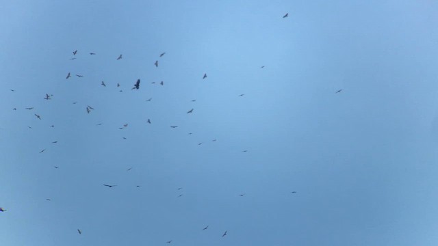 ハネビロノスリ - ML643787749