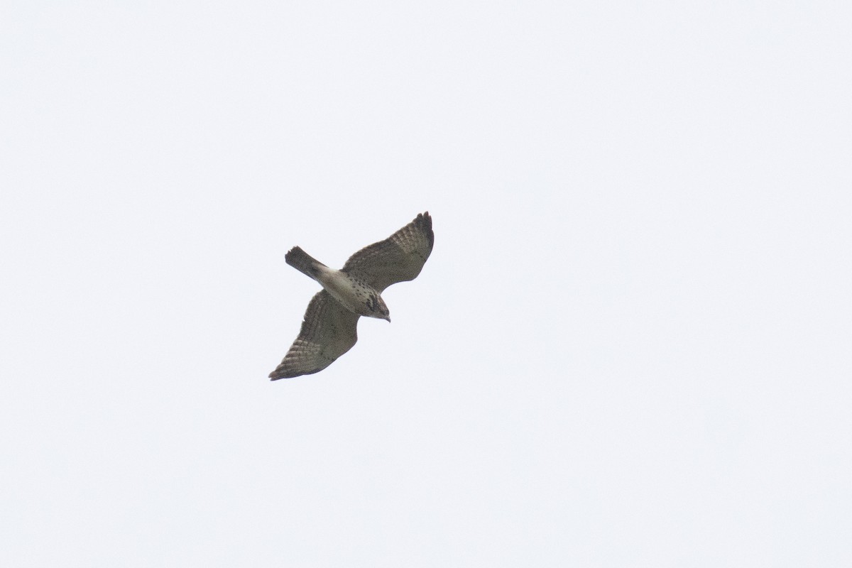 Broad-winged Hawk - ML643787750
