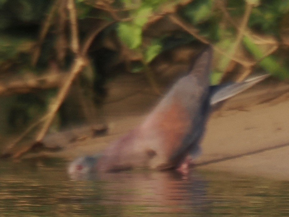 Pale-vented Pigeon - ML643787752