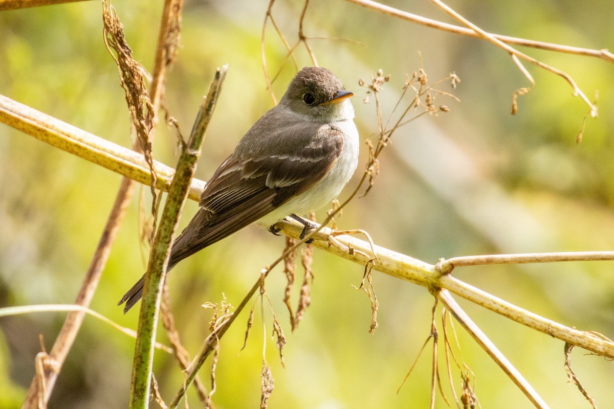 Alder/Willow Flycatcher (Traill's Flycatcher) - ML643787761