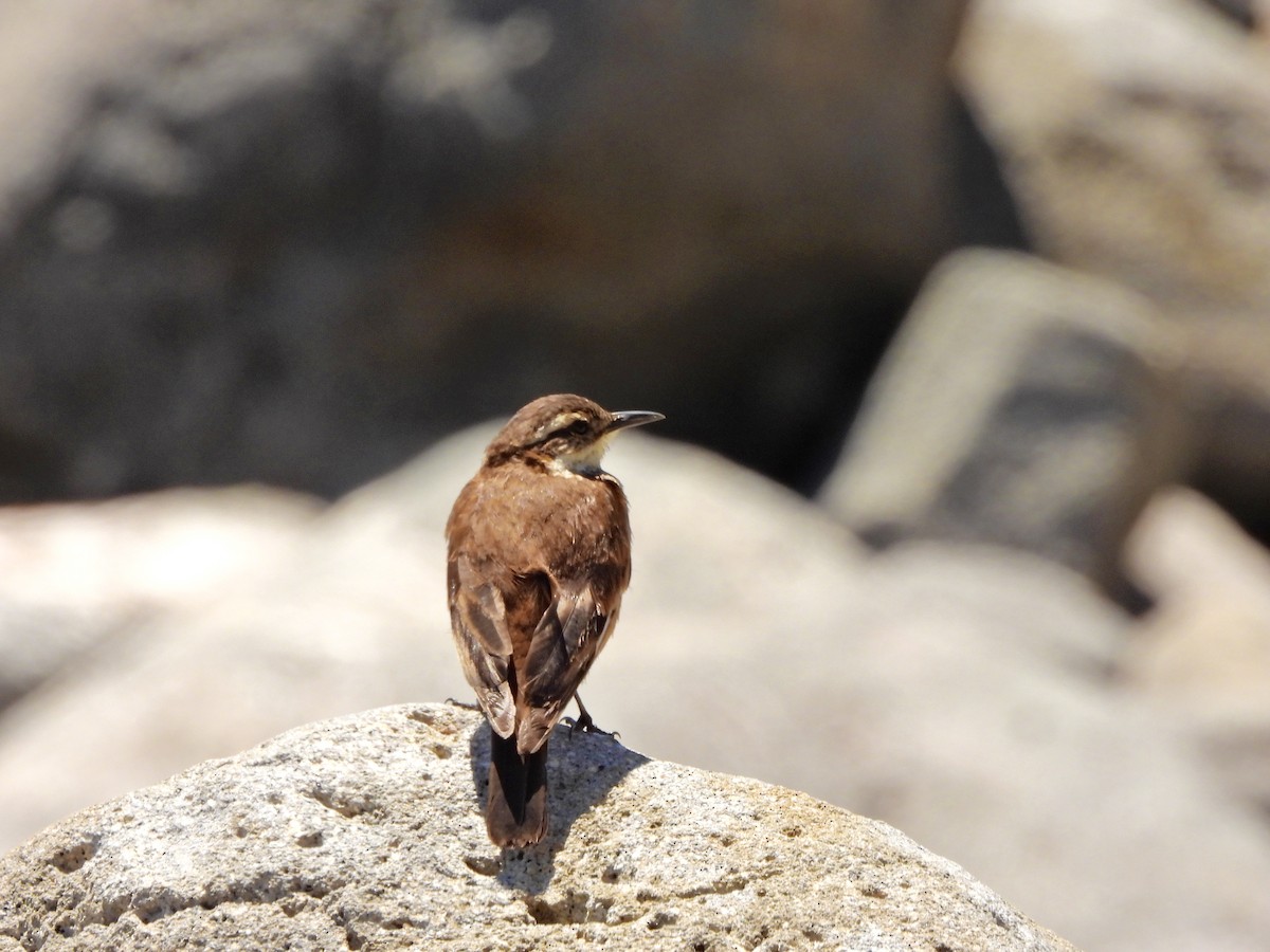 White-winged Cinclodes - ML643787790