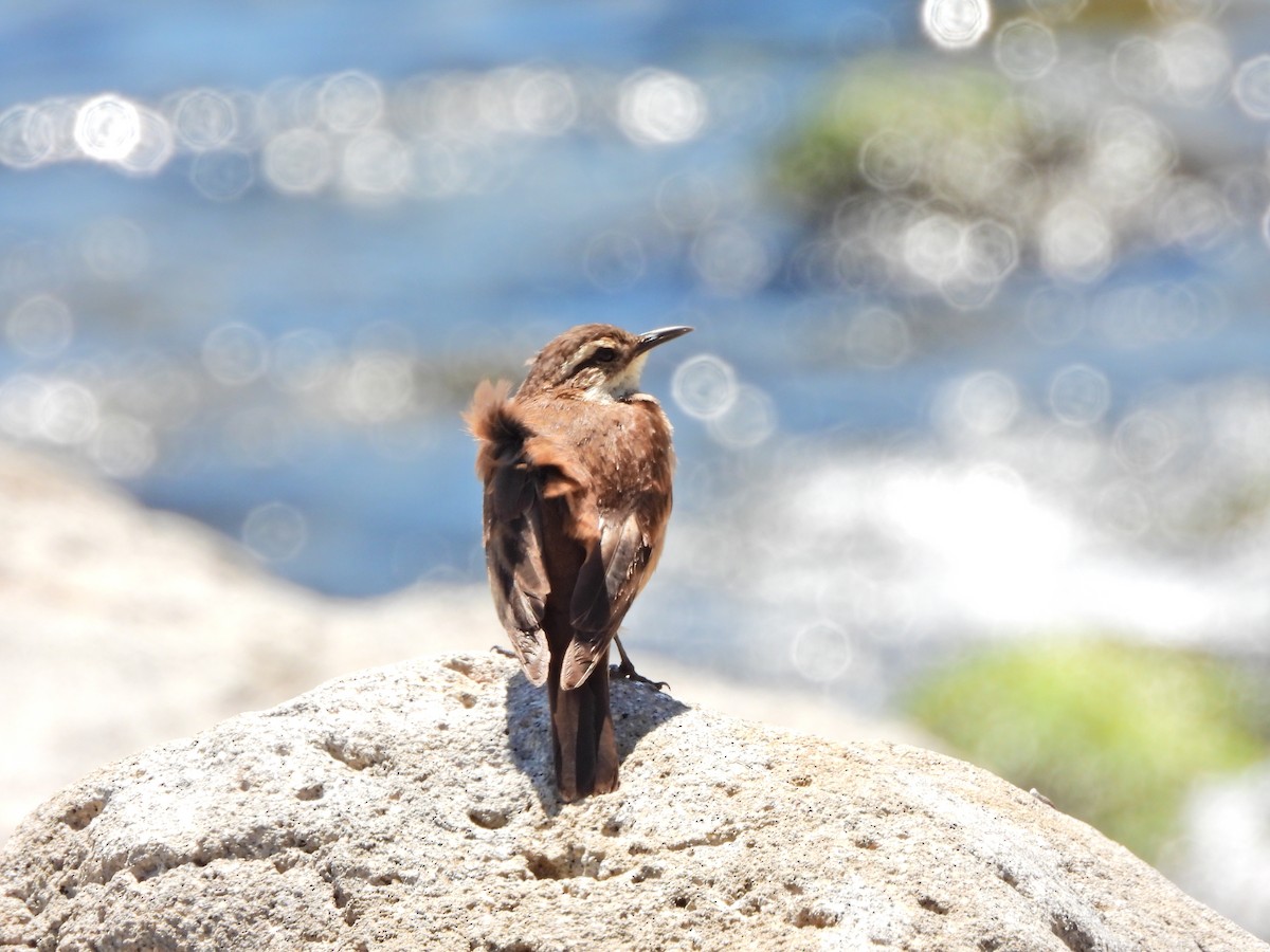 White-winged Cinclodes - ML643787792