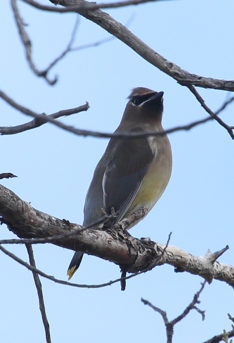 Cedar Waxwing - ML643787793
