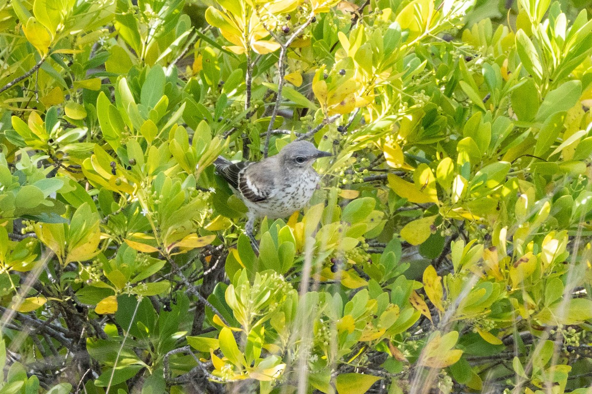 Northern Mockingbird - ML643787855