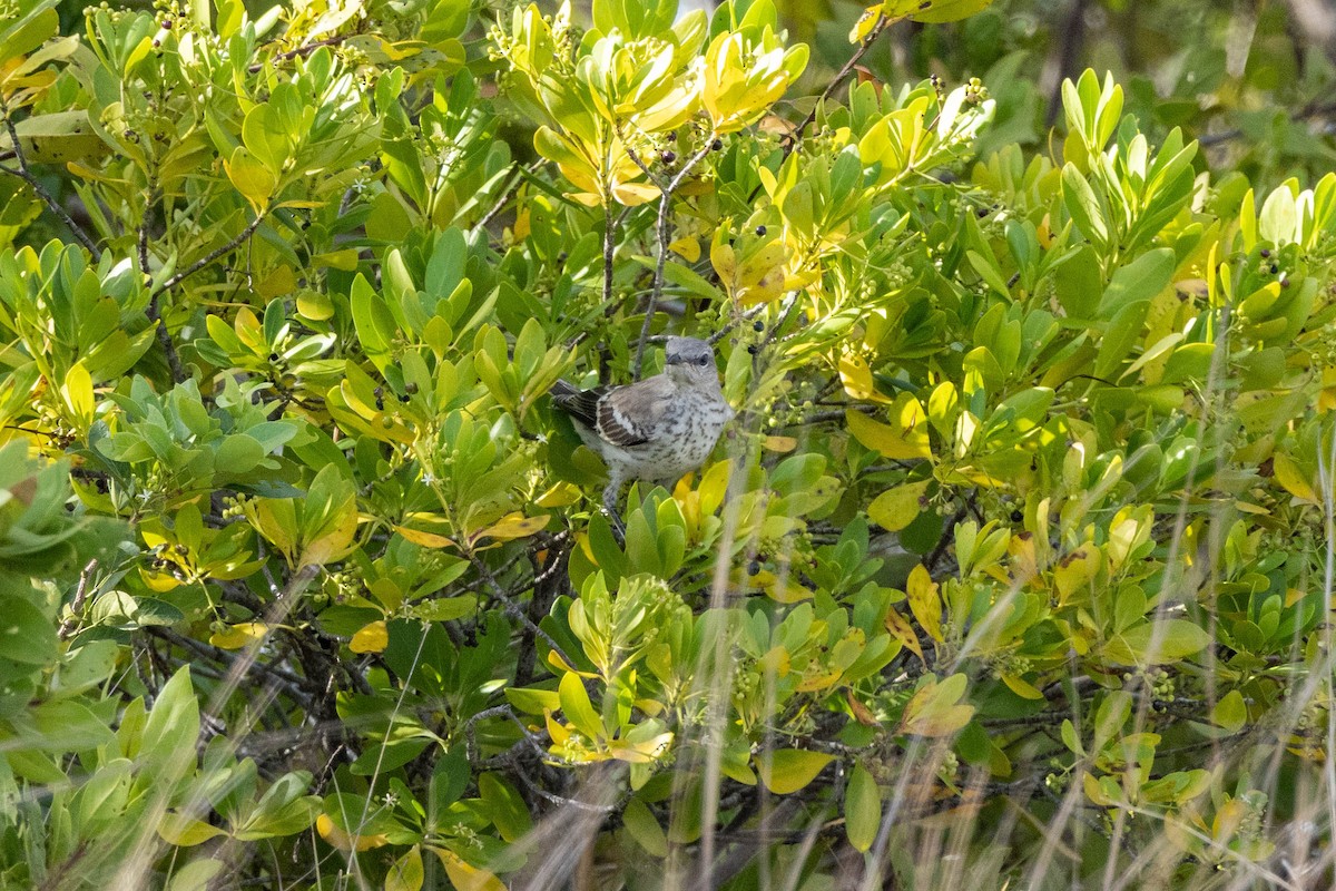 Northern Mockingbird - ML643787856