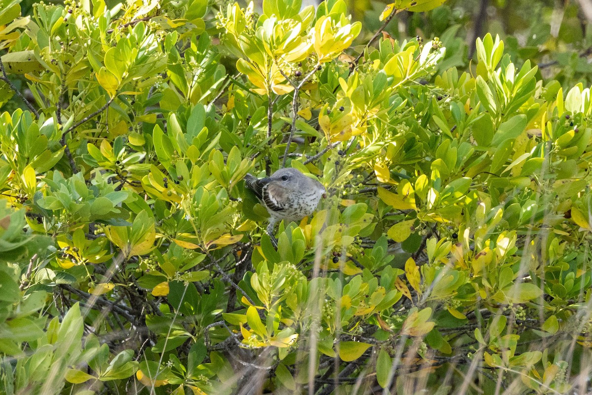 Northern Mockingbird - ML643787857