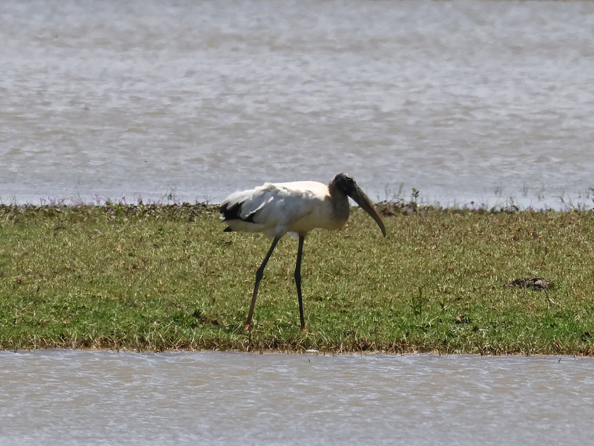 Wood Stork - ML643787861
