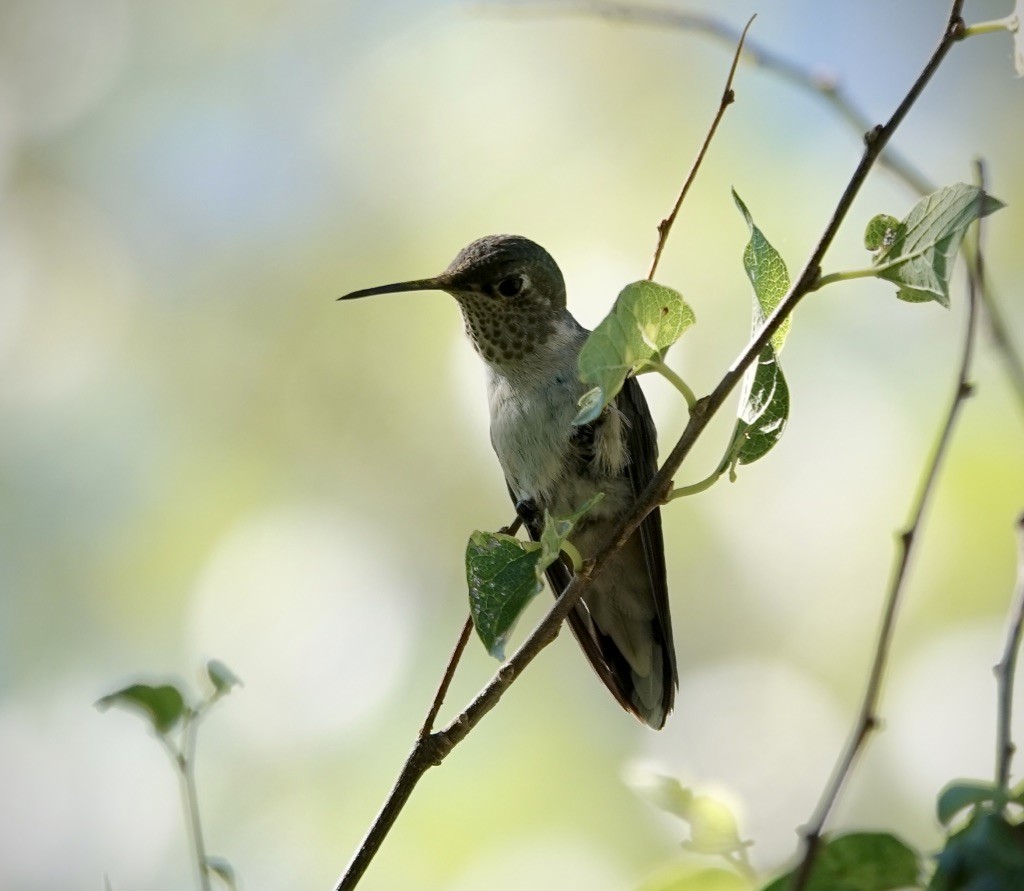 Broad-tailed Hummingbird - ML643787862